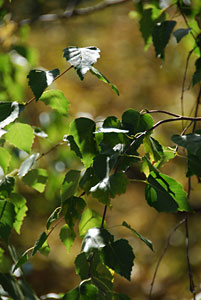 200 mm, f/5,6