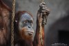 Orangutan Part I. Orangutan Part I.
