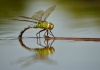 Anax imperator Anax imperator