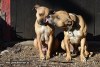 PitBulls