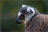 lemur lemur