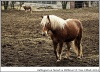 Haflingové na farmě ve Stříbrnici Haflingové na farmě ve Stříbrnici