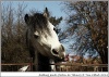 My little Pony My little Pony