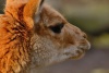 lama lama