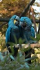 ANIMALS