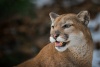 Puma americká
